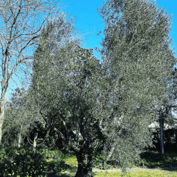 Garden 1