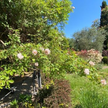 Garden 2 klein